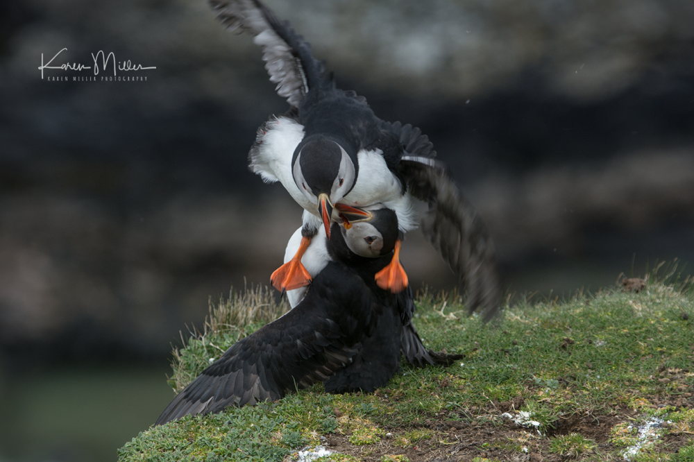 puffin_fight10