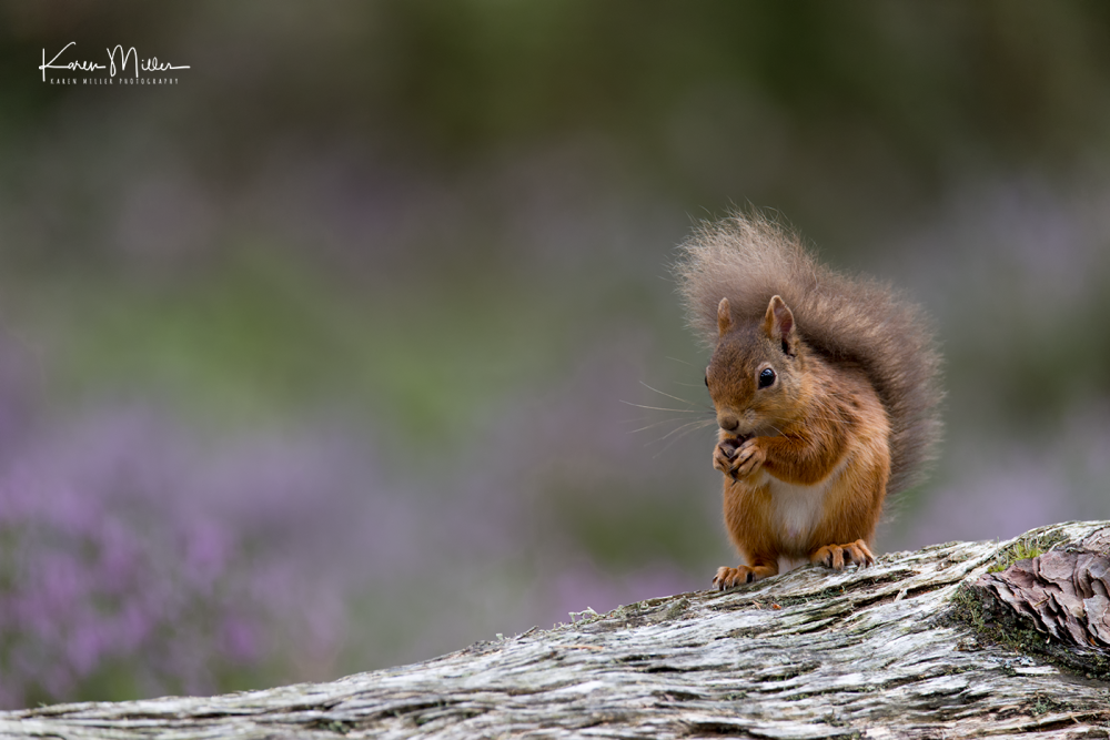 red-squirrel_36174307313_o