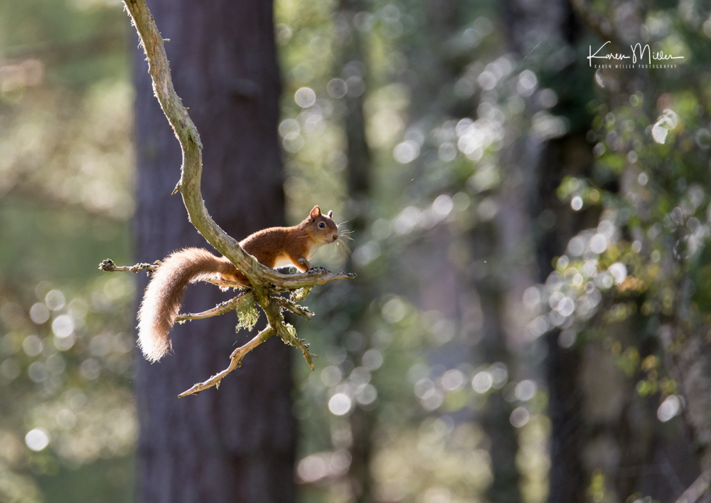 red-squirrel_36811915112_o