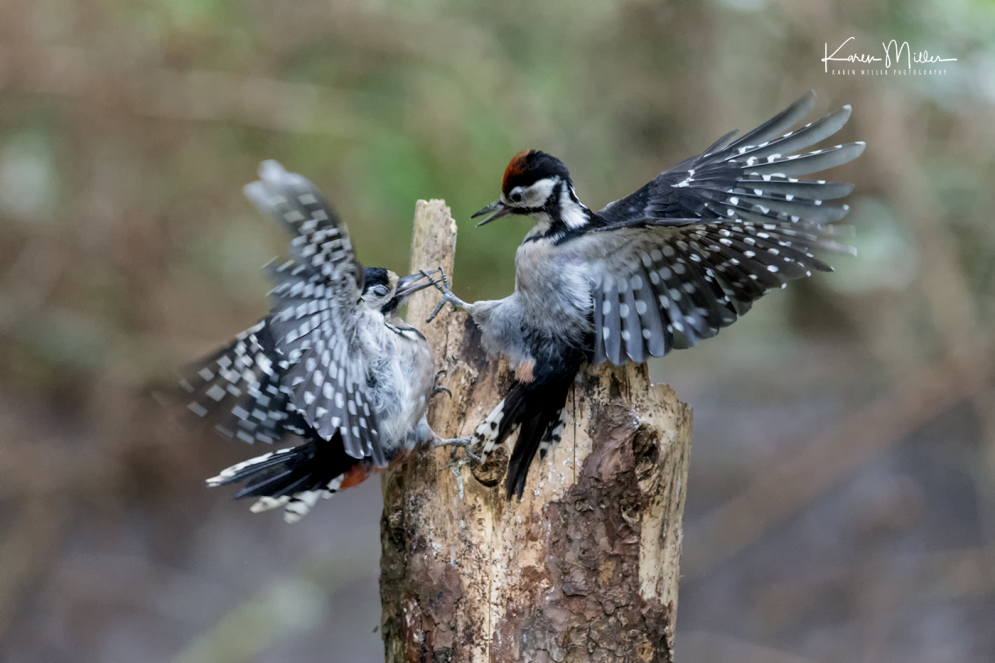 perthshire_30July_woodpecker_png_c_5669-6349
