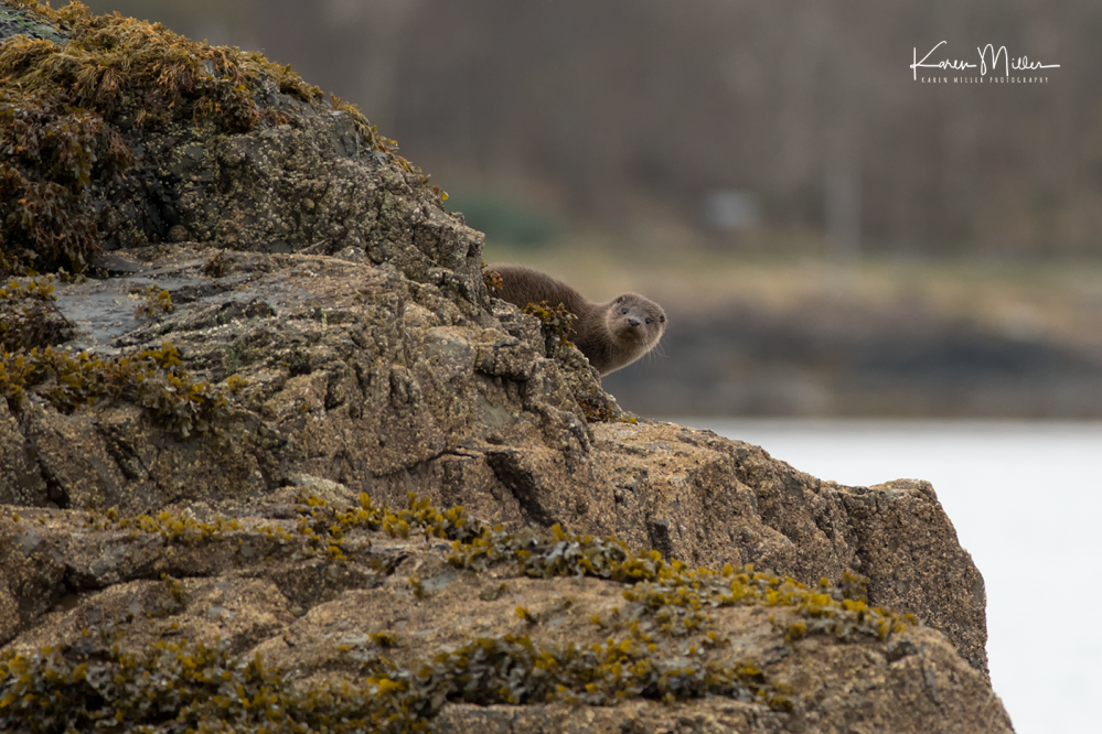 otters_wednesday_png_c-1316