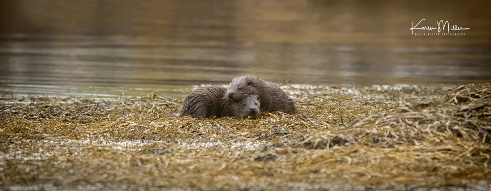 otters_wednesday_png_c-2347