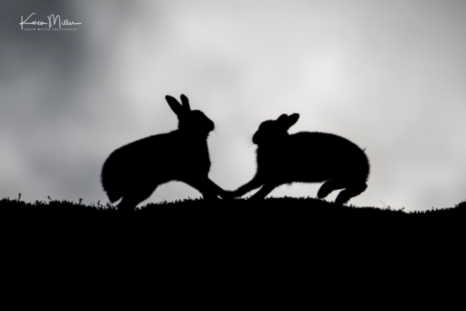 Silhouettes of two mountain hares boxing on the horizon in October 2018