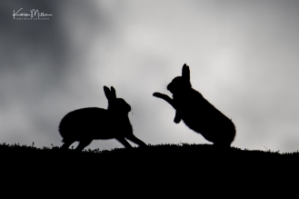 Silhouettes of two mountain hares boxing on the horizon in October 2018