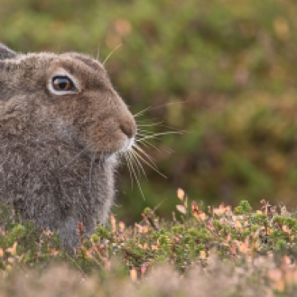 Mountain hare in the Scottish Highlands, October 2018