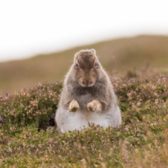 Mountain hare in the Scottish Highlands, October 2018