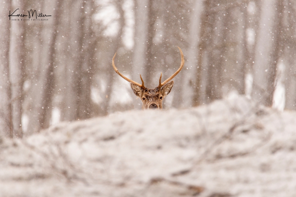 Red deer stags in the snow, Scottish Highlands